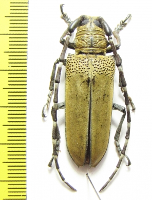 Apriona flavescens  Thailand - INSECTS-STORE.RU