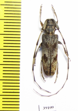 Cerambycidae sp.  China, Guangxi prov. - INSECTS-STORE.RU