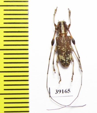 Cerambycidae sp.  China, Guangxi prov. - INSECTS-STORE.RU