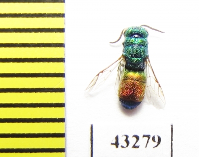 Chrysididae sp.  Kazakhstan - INSECTS-STORE.RU