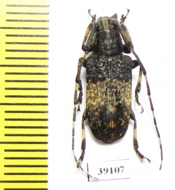 Cerambycidae sp.  China, Guangxi prov. - INSECTS-STORE.RU