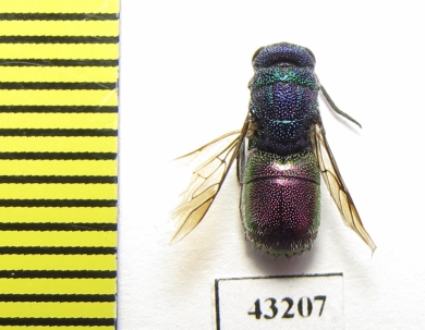 Chrysididae sp.  Kazakhstan - INSECTS-STORE.RU