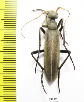 Meloidae sp.  Senegal - INSECTS-STORE.RU