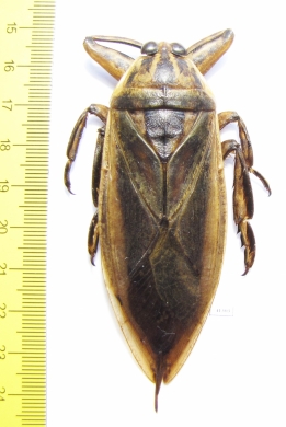 Lethocerus sp.  Thailand  80mm - INSECTS-STORE.RU