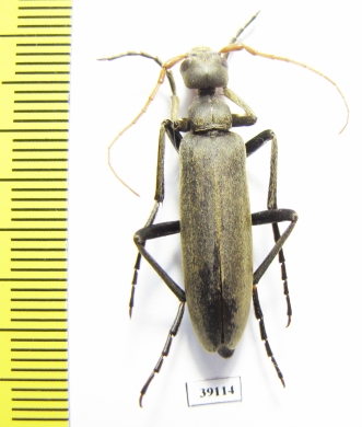 Meloidae sp.  Senegal - INSECTS-STORE.RU