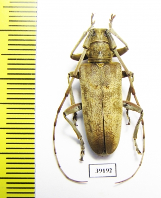 Acalolepta fraudatrix  Russia, Far East - INSECTS-STORE.RU