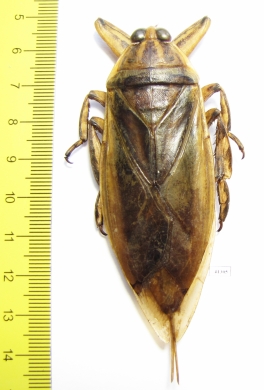 Lethocerus sp.  Thailand  80mm - INSECTS-STORE.RU