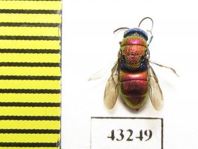 Chrysididae sp.  Kazakhstan - INSECTS-STORE.RU