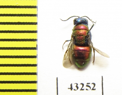 Chrysididae sp.  Kazakhstan - INSECTS-STORE.RU