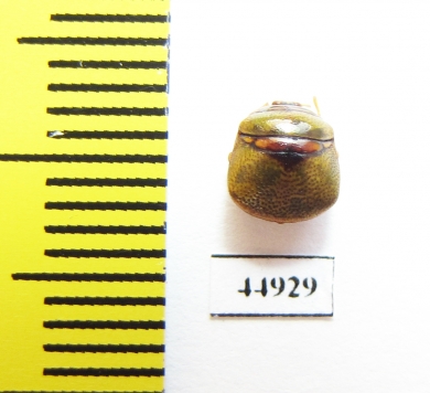 Hemiptera sp.  Indonesia, Java - INSECTS-STORE.RU