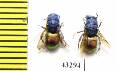 Chrysididae sp.  Kazakhstan - INSECTS-STORE.RU
