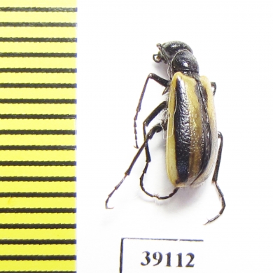 Picnoseus sp.  Chile - INSECTS-STORE.RU