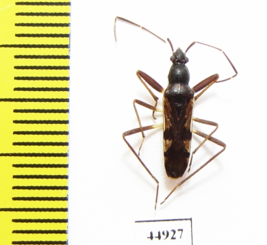 Hemiptera sp.  Indonesia, Java - INSECTS-STORE.RU