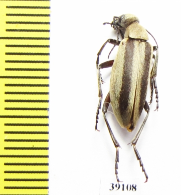 Epicauta griseonigra  Argentina - INSECTS-STORE.RU