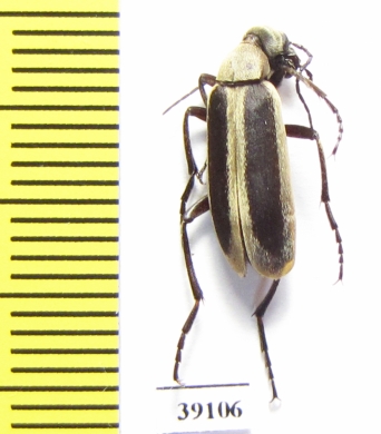 Epicauta griseonigra  Argentina - INSECTS-STORE.RU