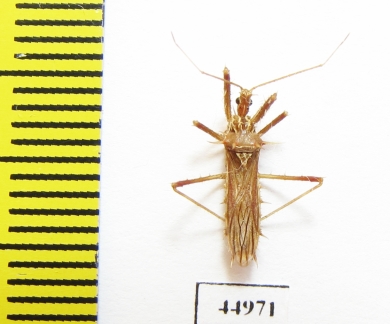 Hemiptera sp.  Indonesia, Java - INSECTS-STORE.RU