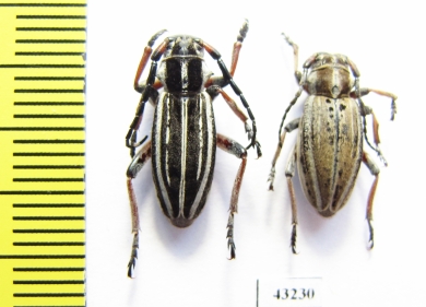 Dorcadion nikolaevi, pair  Kazakhstan - INSECTS-STORE.RU