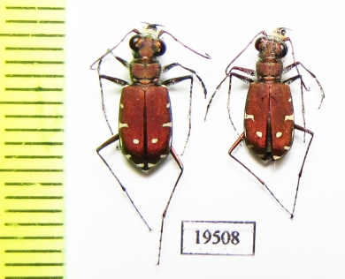 Calomera fischeri  Uzbekistan - INSECTS-STORE.RU