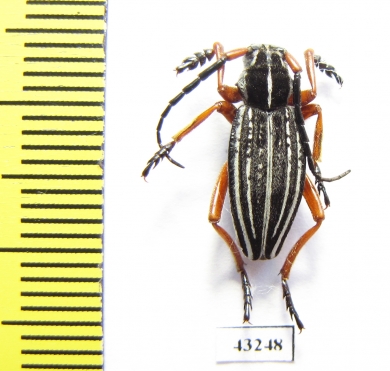 Dorcadion acutispinum, male  Kazakhstan - INSECTS-STORE.RU