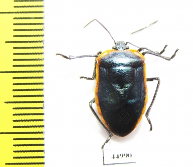 Hemiptera sp.  Ecuador - INSECTS-STORE.RU