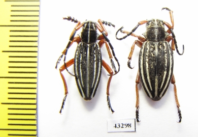 Dorcadion acutispinum, pair  Kazakhstan - INSECTS-STORE.RU