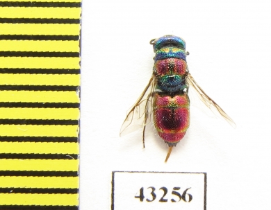 Chrysididae sp.  Kazakhstan - INSECTS-STORE.RU