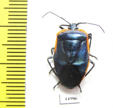 Hemiptera sp.  Ecuador - INSECTS-STORE.RU