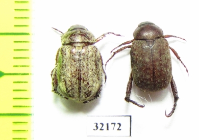 Melolonthinae sp.  South Africa Rep. - INSECTS-STORE.RU