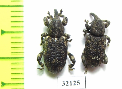 Curculionidae sp.  South Africa Rep. - INSECTS-STORE.RU