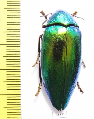 Sternocera aequisignata  Thailand - INSECTS-STORE.RU