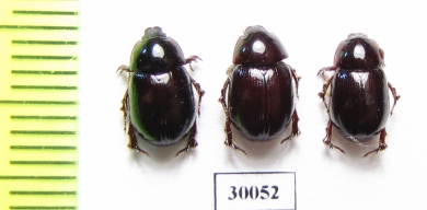 Hybosorus illigeri  Iran, Huzestan prov. - INSECTS-STORE.RU