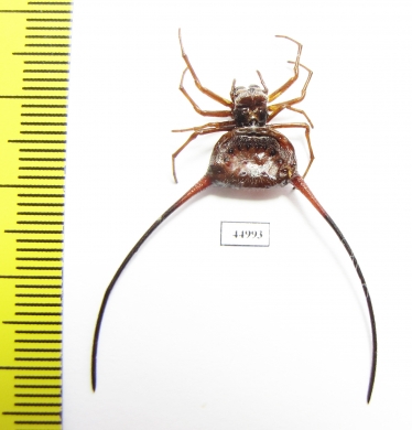 Arachnida sp.  Indonesia, Java - INSECTS-STORE.RU