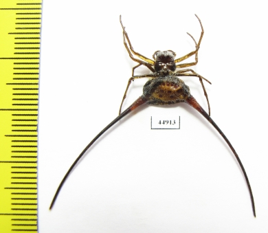 Arachnida sp.  Indonesia, Java - INSECTS-STORE.RU