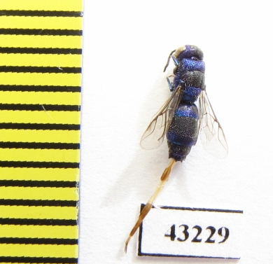 Chrysididae sp.  Kazakhstan - INSECTS-STORE.RU