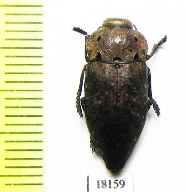 Capnodis tenebricosa  Turkey - INSECTS-STORE.RU