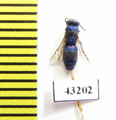 Chrysididae sp.  Kazakhstan - INSECTS-STORE.RU