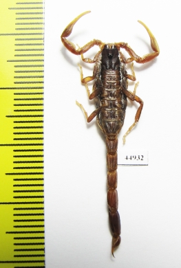 Scorpiones sp.  South Africa Rep. - INSECTS-STORE.RU