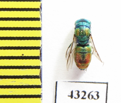 Chrysididae sp.  Kazakhstan - INSECTS-STORE.RU