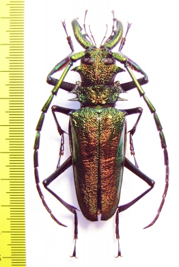 Psalidognathus friendi, male  Colombia 71mm  - INSECTS-STORE.RU