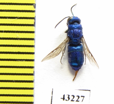 Chrysididae sp.  Kazakhstan - INSECTS-STORE.RU