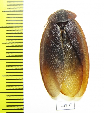 Blattodea sp.  Zambia - INSECTS-STORE.RU