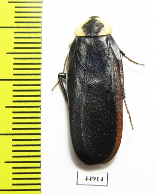 Blattodea sp.  South Africa Rep. - INSECTS-STORE.RU