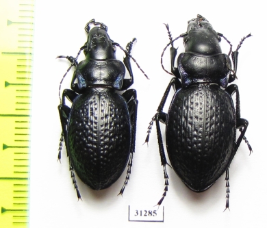 Carabus (Cratocephalus) cicatricosus, pair  Kazakhstan - INSECTS-STORE.RU