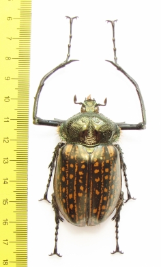 Cheirotonus gestroi?  Vietnam 61mm - INSECTS-STORE.RU