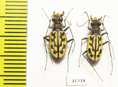 Lophyra sp., pair  South Africa Rep. - INSECTS-STORE.RU