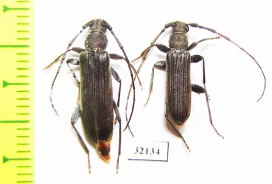 Cerambycidae sp., pair  South Africa Rep. - INSECTS-STORE.RU