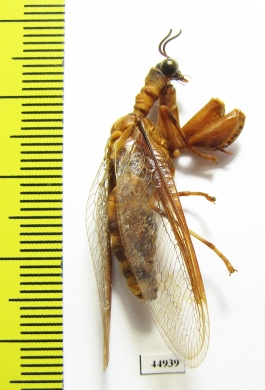 Mantispidae sp.  Malaysia, Borneo - INSECTS-STORE.RU