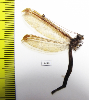 Ascalaphidae sp.  Philippines - INSECTS-STORE.RU