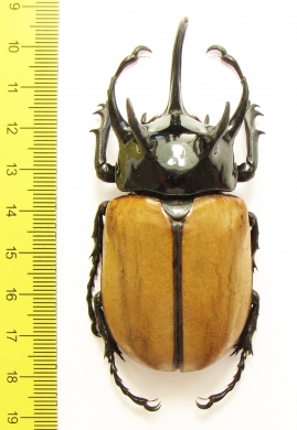 Eupatorus gracilicornis  Thailand  76mm - INSECTS-STORE.RU