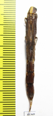 Lymexylidae sp.  South Africa Rep. - INSECTS-STORE.RU